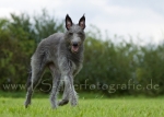 21 Windhund-Trio